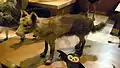 ニホンオオカミ(絶滅)Canis lupus hodophilax