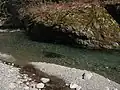 桶小屋橋付近から本谷川