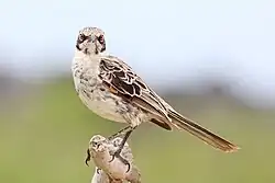 フッドマネシツグミ
