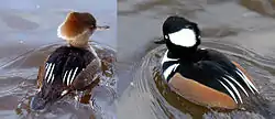 オウギアイサ（右がオス、左はメス）