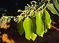 マラバルテツボク（Hopea parviflora）の葉