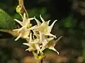 時計回りに渦を描く Hopea ponga の花
