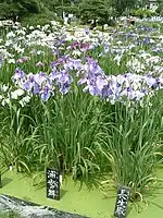 園内の花菖蒲（2005年6月）