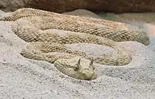 Cerastes cerastes