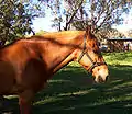 無口を装着した馬の頭部