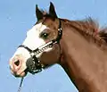 「白面」の馬。