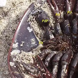 アメリカカブトガニの雄の鋏角(Ch)、特化した鉤爪状の触肢(Pdp)と鋏型の脚(Pd)