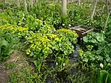 自生するエゾノリュウキンカ