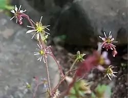 ホシザキユキノシタの花
