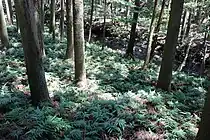 細谷暖地性シダ群落。
