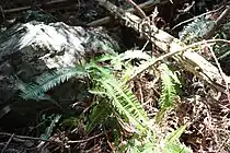 細谷暖地性シダ群落のコシダ。