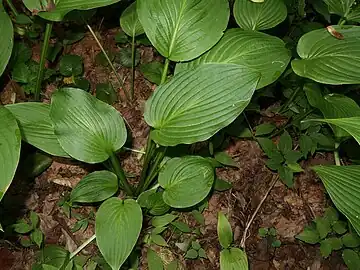 葉