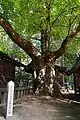 若宮西の欅（安曇野市指定天然記念物）