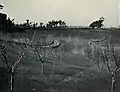 屋敷南面の樹木植場