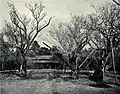 佐倉本邸の屋敷裏手に広がっていた梅林
