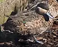 アフリカコガモS. hottentota