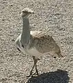 周辺に生息しているフサエリショウノガン