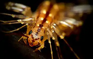 ゲジ(多足類・ムカデ類)の頭部