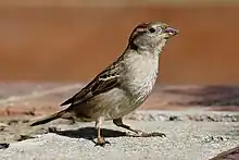  模様のある翼と頭に、明るい色の腹と胸をした小さな鳥がコンクリートの上にいる。