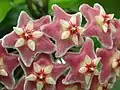 サクララン属(キョウチクトウ科)の花 : 中央に蕊柱をもつ.