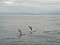 ホエールウォッチング
