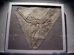 ファシャグナトゥス