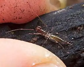 Hubbardia pentapeltis とヒトの指先