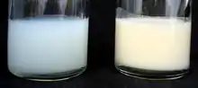 前乳(左)と後乳(右)