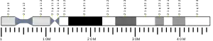21番染色体 (ヒト)