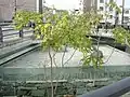 人柱の跡地。手前の歩道の柵には人柱伝説を説明した案内板が設置されている。2008年10月撮影。