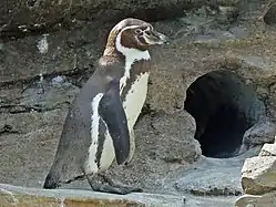フンボルトペンギンS. humboldti