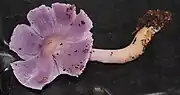Humidicutis lewelliniae