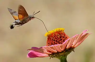 口吻を伸ばして吸蜜するホウジャク