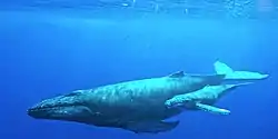 イワシクジラ