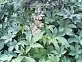 雄花
