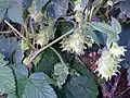 雌花