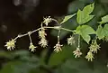 H. lupulusの雌花