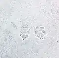 雪上の犬の足跡