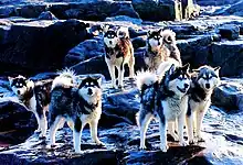  A group of eight dogs, all with thich fur, pointed ears and sharp snouts, standing on rocks covered with a light snowfall