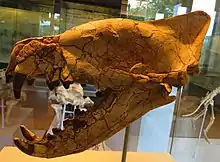 Hyaenodon horridus
