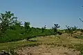 一の荒手