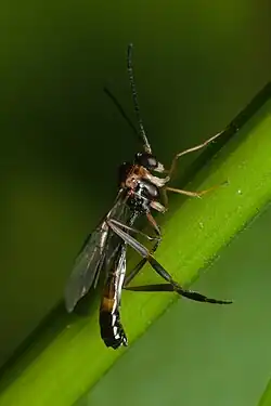 アリヤドリバチ亜科