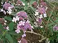 ウィロサ