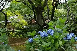 羽根木公園