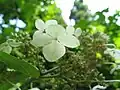 ノリウツギ・花後果実の時期でも装飾花は健在