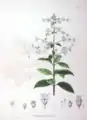 ノリウツギ