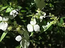 Hydrangea_scandens