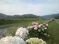 鴨部川（香川県さぬき市造田是弘 広瀬橋付近で植えられた紫陽花）
