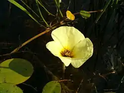 キバナオモダカ科の一種であるミズヒナゲシ
