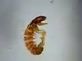 シマトビケラ類の幼虫Hydropsyche slossonae